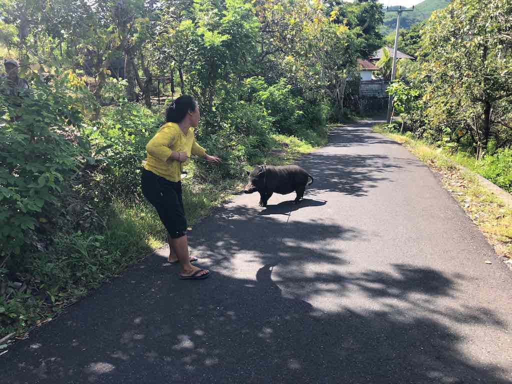 get around in Nusa Penida on roads with animals